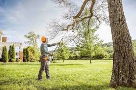 Professional  Tree Services in Guilford Center, CT